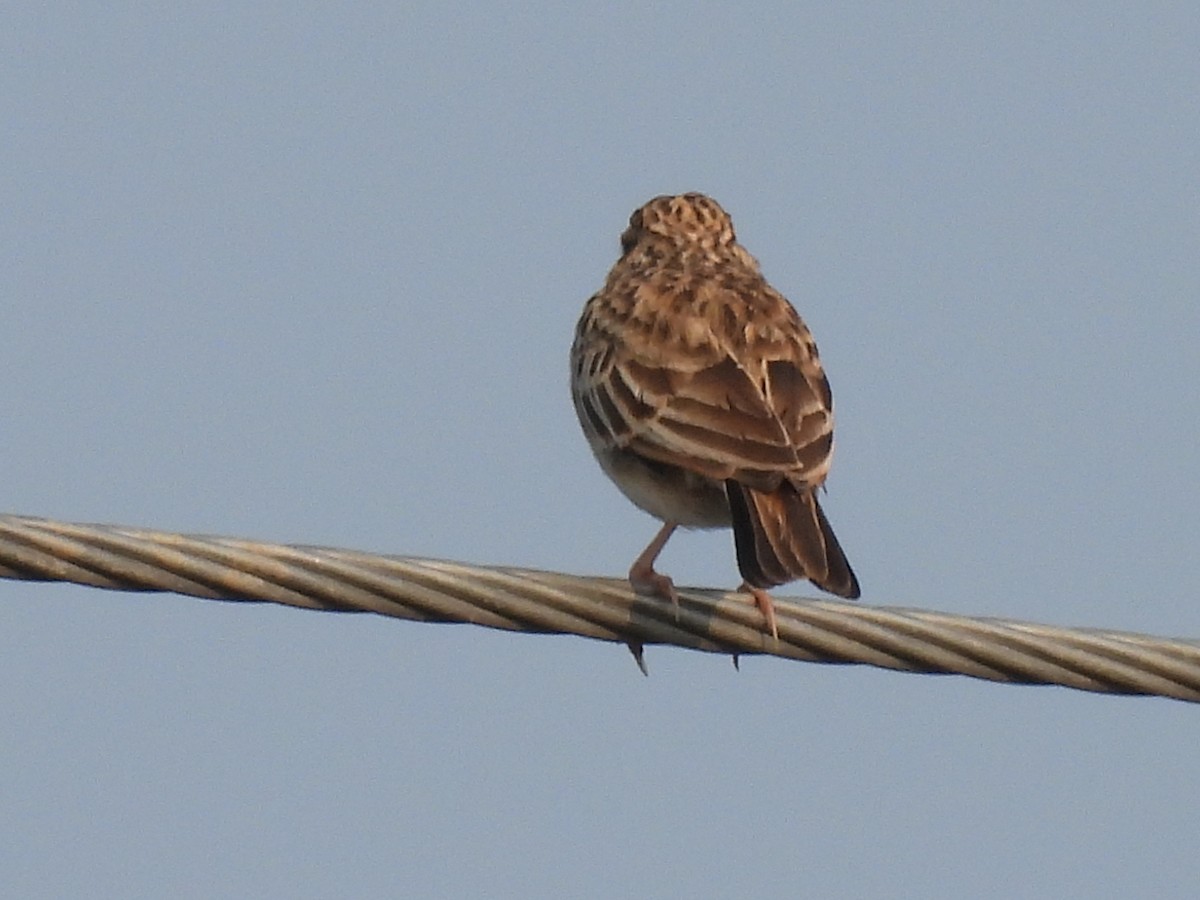 Indian Bushlark - ML378877891