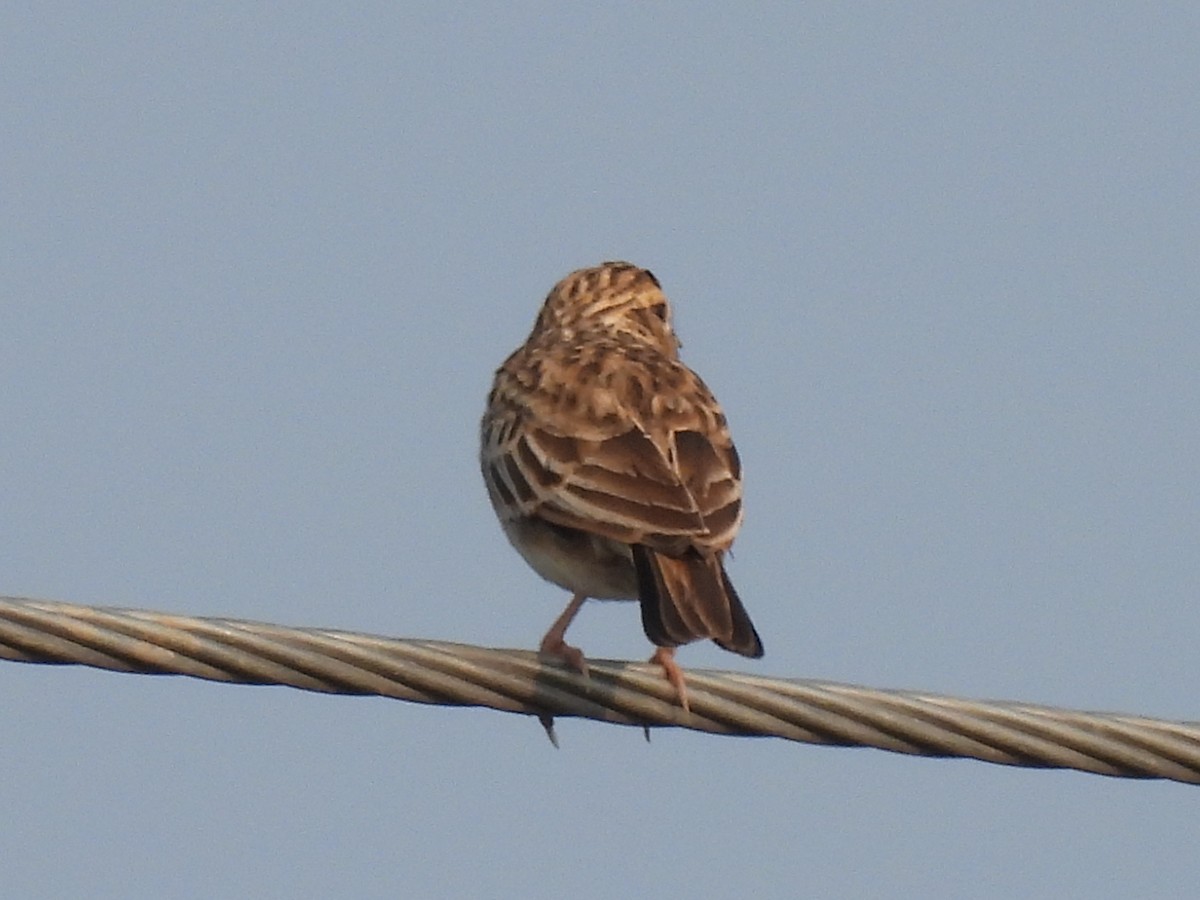 Indian Bushlark - ML378877991