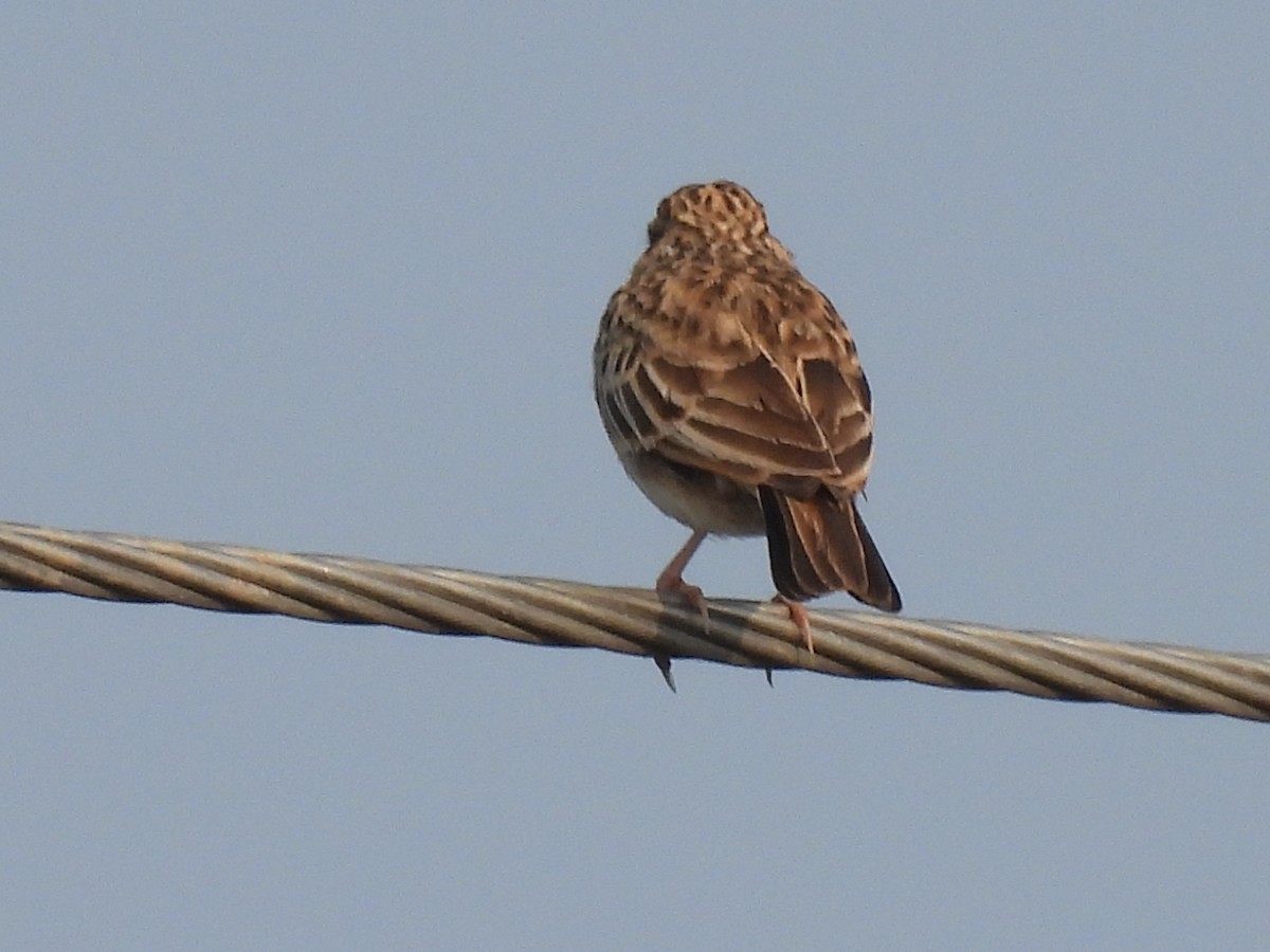 Indian Bushlark - ML378878101