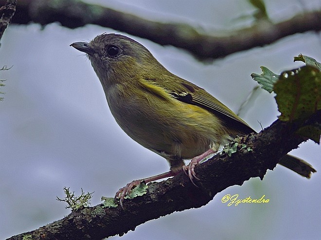 Green Shrike-Babbler - ML378878301