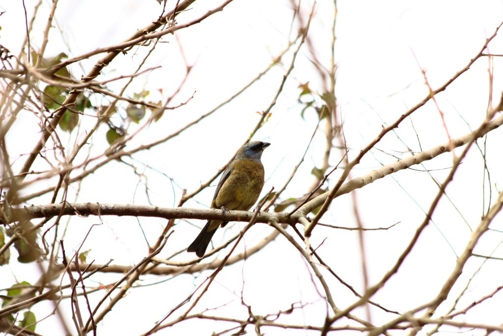 Blue-and-yellow Tanager - ML37887851