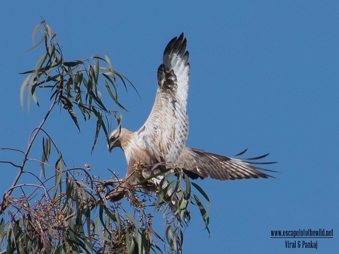 káně bělochvostá (ssp. rufinus) - ML378878891