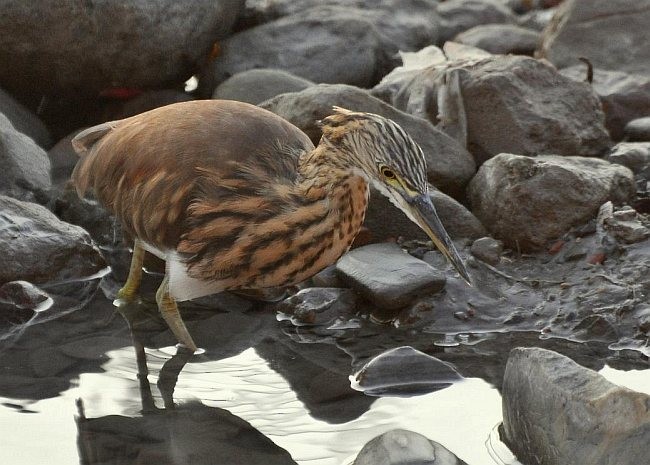 Indian Pond-Heron - ML378879251