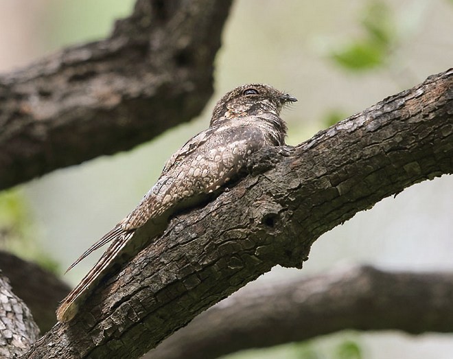 Indian Nightjar - Gobind Sagar Bhardwaj