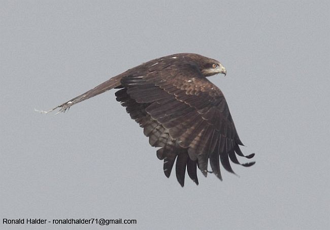 Black Kite - Ronald Halder