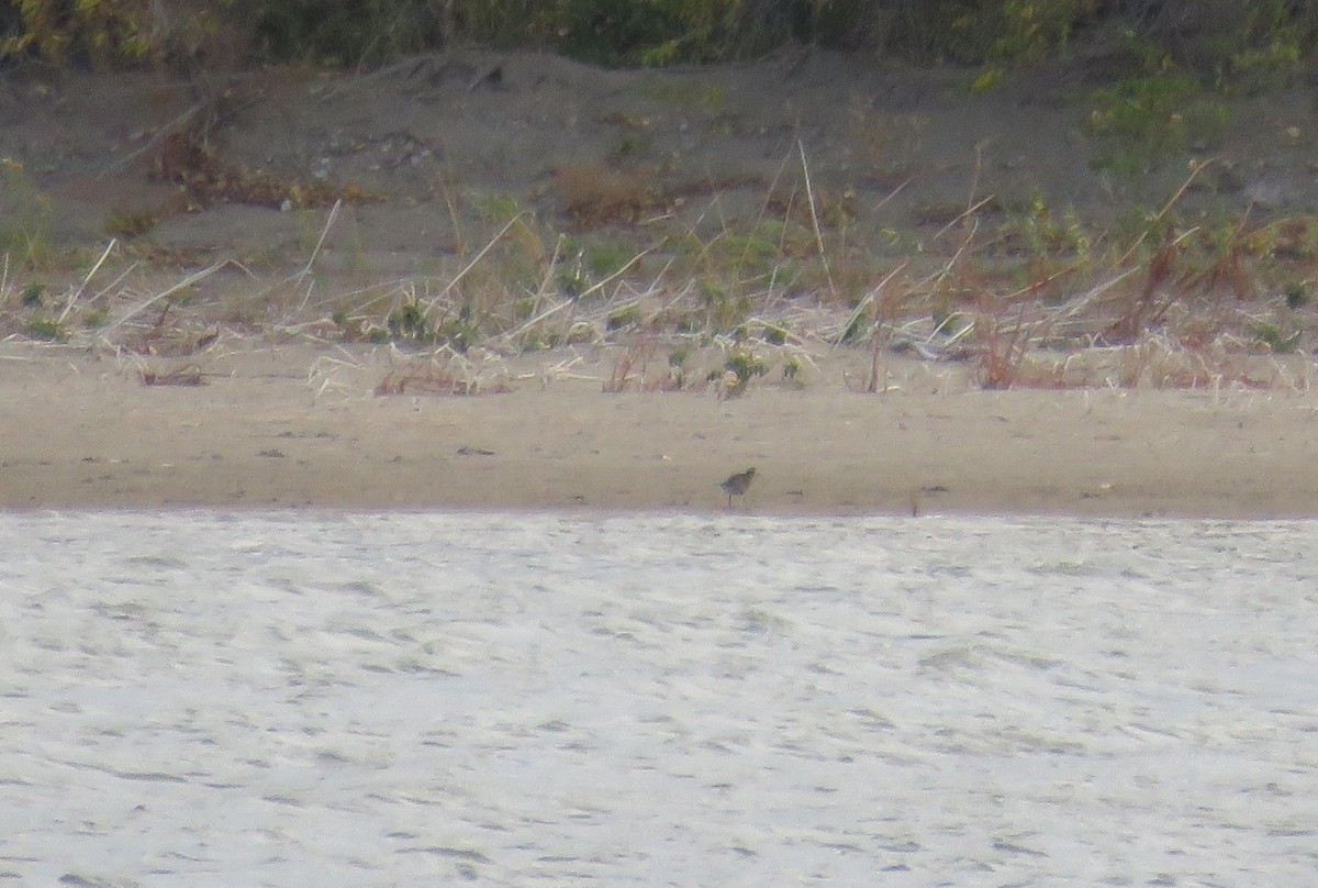 American Golden-Plover - ML37887971