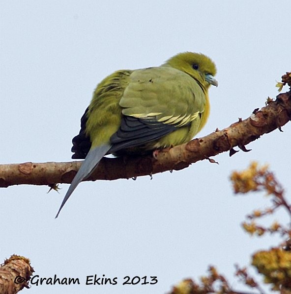 Pin-tailed Green-Pigeon - Graham Ekins