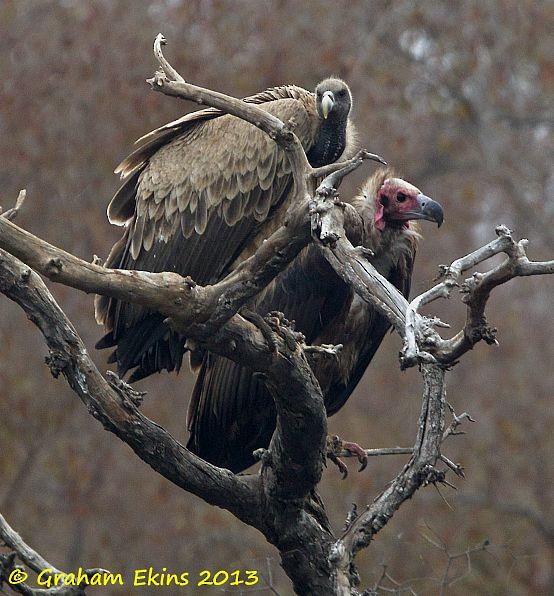 Red-headed Vulture - ML378880661