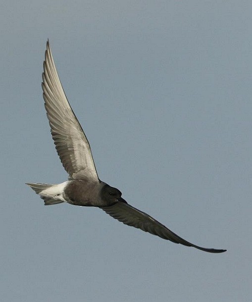 Хилэн хараалай - ML378880901