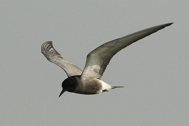 Хилэн хараалай - ML378880921