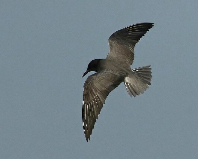 Хилэн хараалай - ML378880931