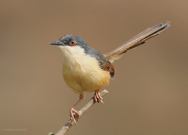 Ashy Prinia - ML378881111