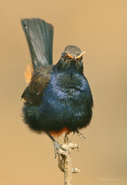 Indian Robin - ML378881141