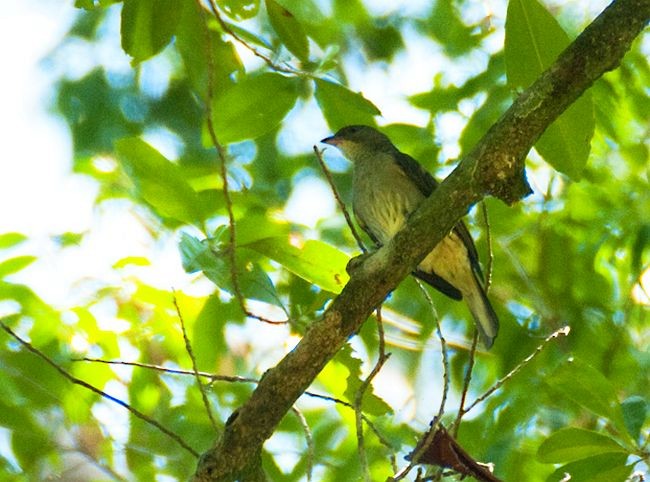 Malaysian Honeyguide - ML378881371