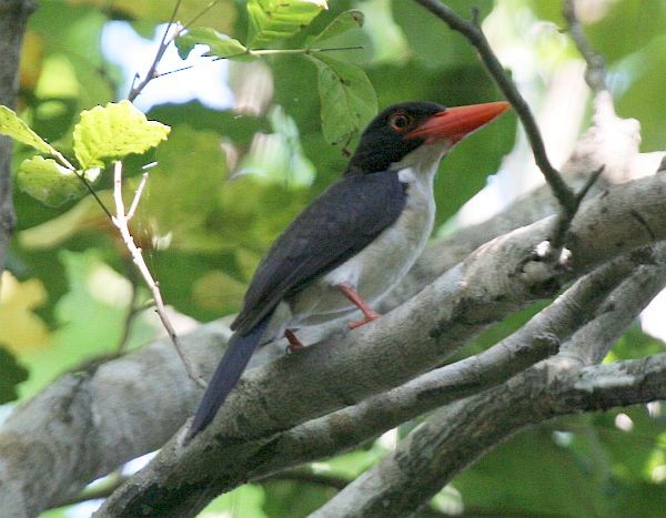 White-rumped Kingfisher - ML378881751