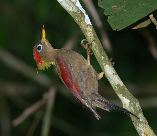 Crimson-winged Woodpecker - Dave Bakewell