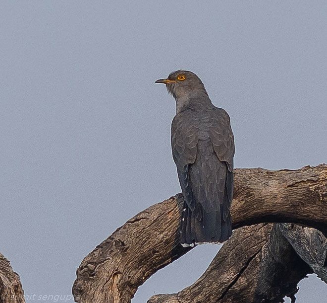 Common Cuckoo - Sumit  Sengupta