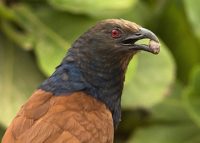 Greater Coucal (Southern) - ML378883771