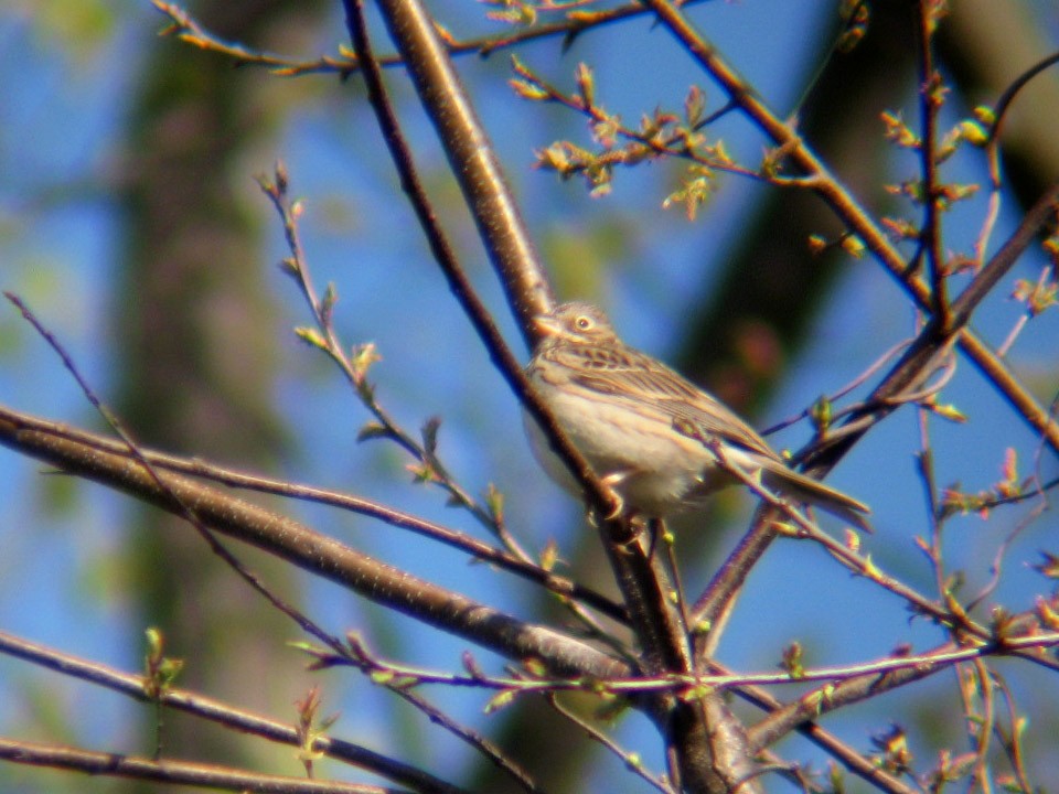 Vesper Sparrow - Brian Henderson