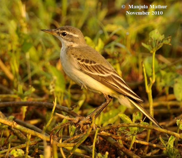 Western Yellow Wagtail - ML378884781