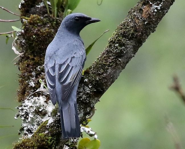 Sulawesi Cicadabird - ML378884931