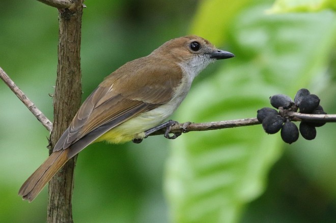 Sulphur-bellied Whistler - Raphaël Jordan