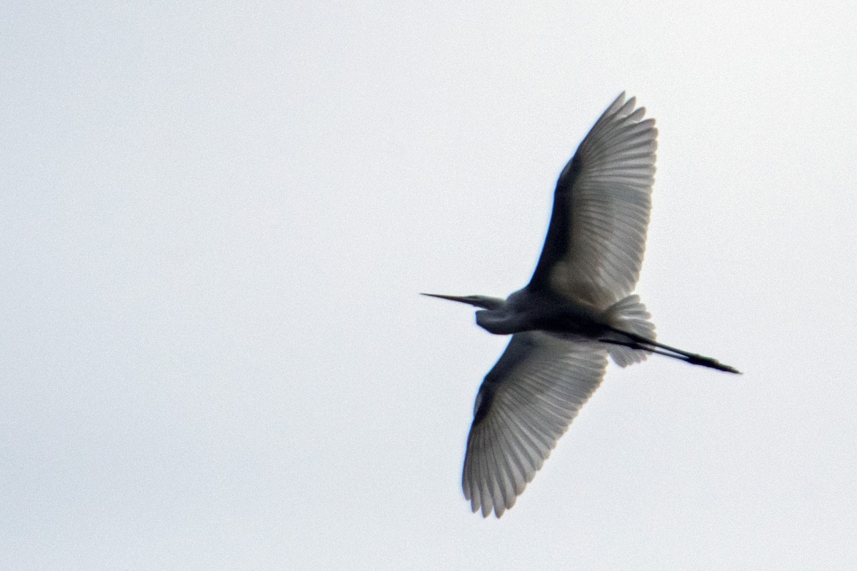 Great Egret - ML378885031