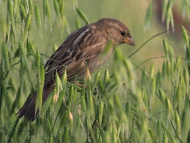 Spanish Sparrow - ML378885351
