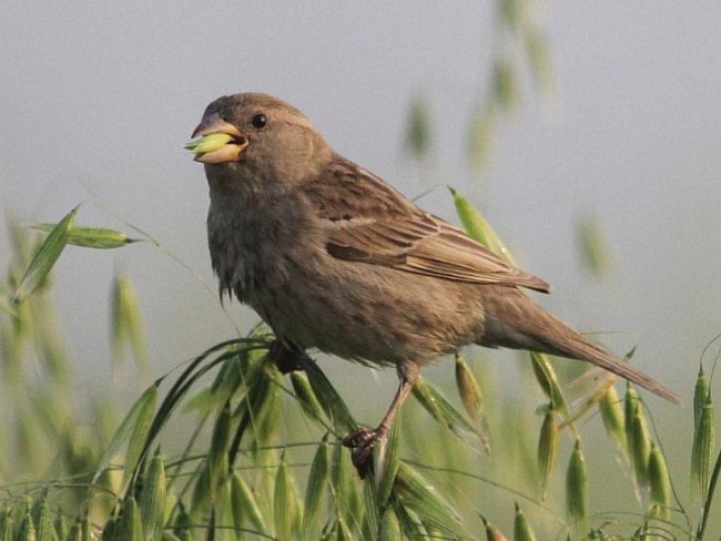 Spanish Sparrow - ML378885371