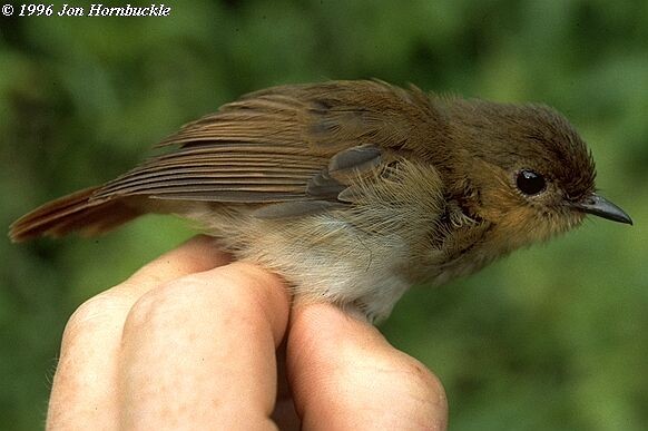 Cryptic Flycatcher - ML378886271