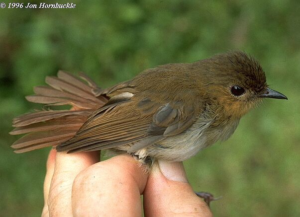 Cryptic Flycatcher - ML378886281