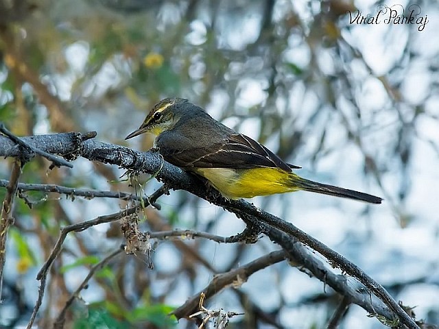 Gray Wagtail - Pankaj Maheria