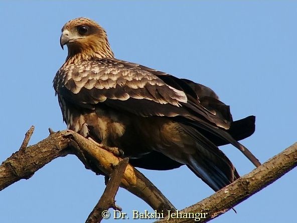 Black Kite (Black-eared) - ML378886631