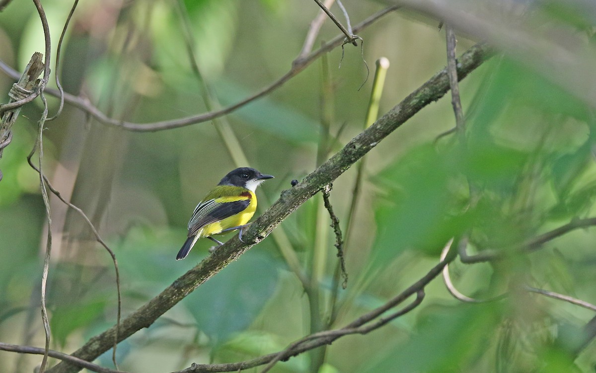 Golden-winged Tody-Flycatcher - Christoph Moning