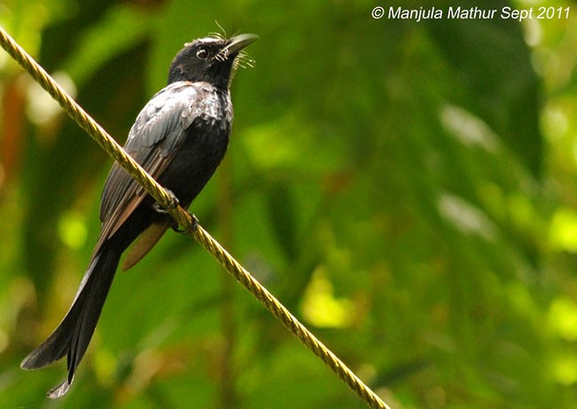 Andaman Drongo - ML378887651