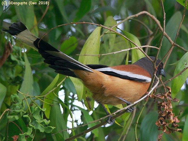 Rufous Treepie - ML378887761