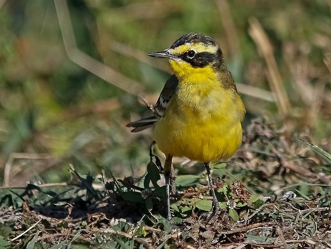 Western Yellow Wagtail - ML378888761