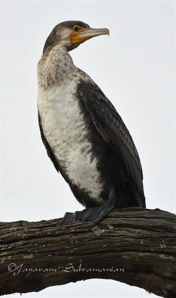 Great Cormorant (Eurasian) - ML378888851