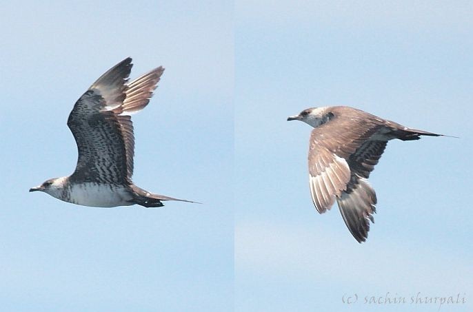 Parasitic Jaeger - ML378889771