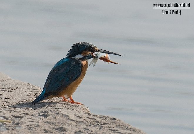 Common Kingfisher - ML378889941