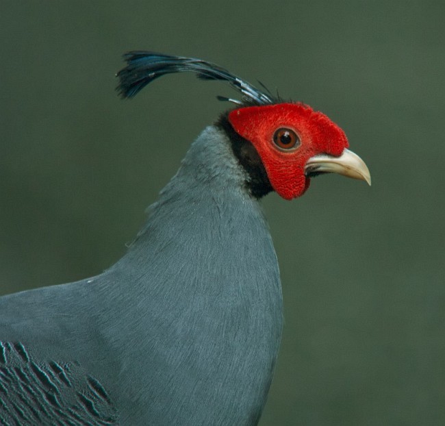 Siamese Fireback - ML378890271