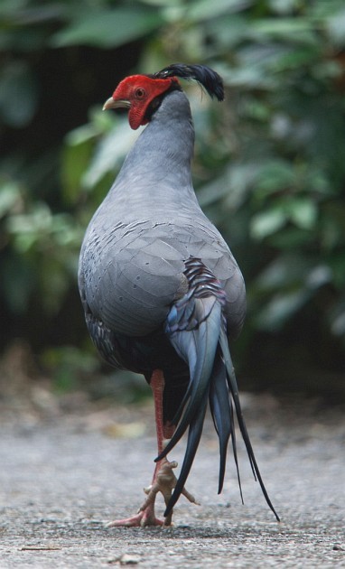 Siamese Fireback - ML378890431
