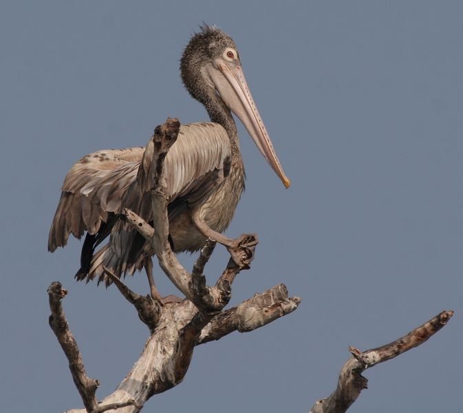 Spot-billed Pelican - ML378890471