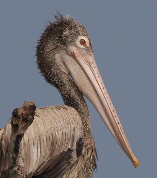 Spot-billed Pelican - ML378890491