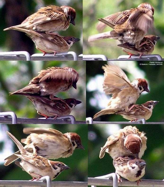 Eurasian Tree Sparrow - Karyadi Baskoro