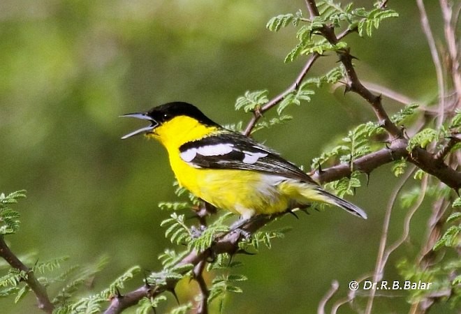 White-tailed Iora - ML378890951