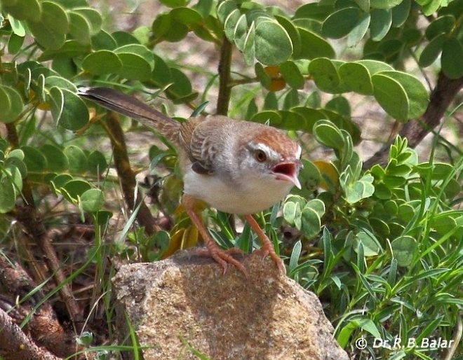 Rufous-fronted Prinia - ML378891031