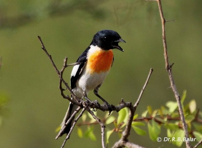 White-bellied Minivet - ML378891041