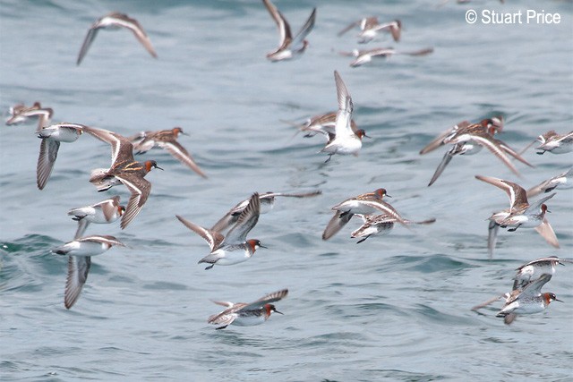 Red-necked Phalarope - ML378891911