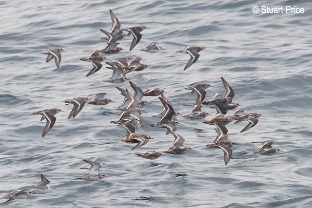 Red Phalarope - ML378891971